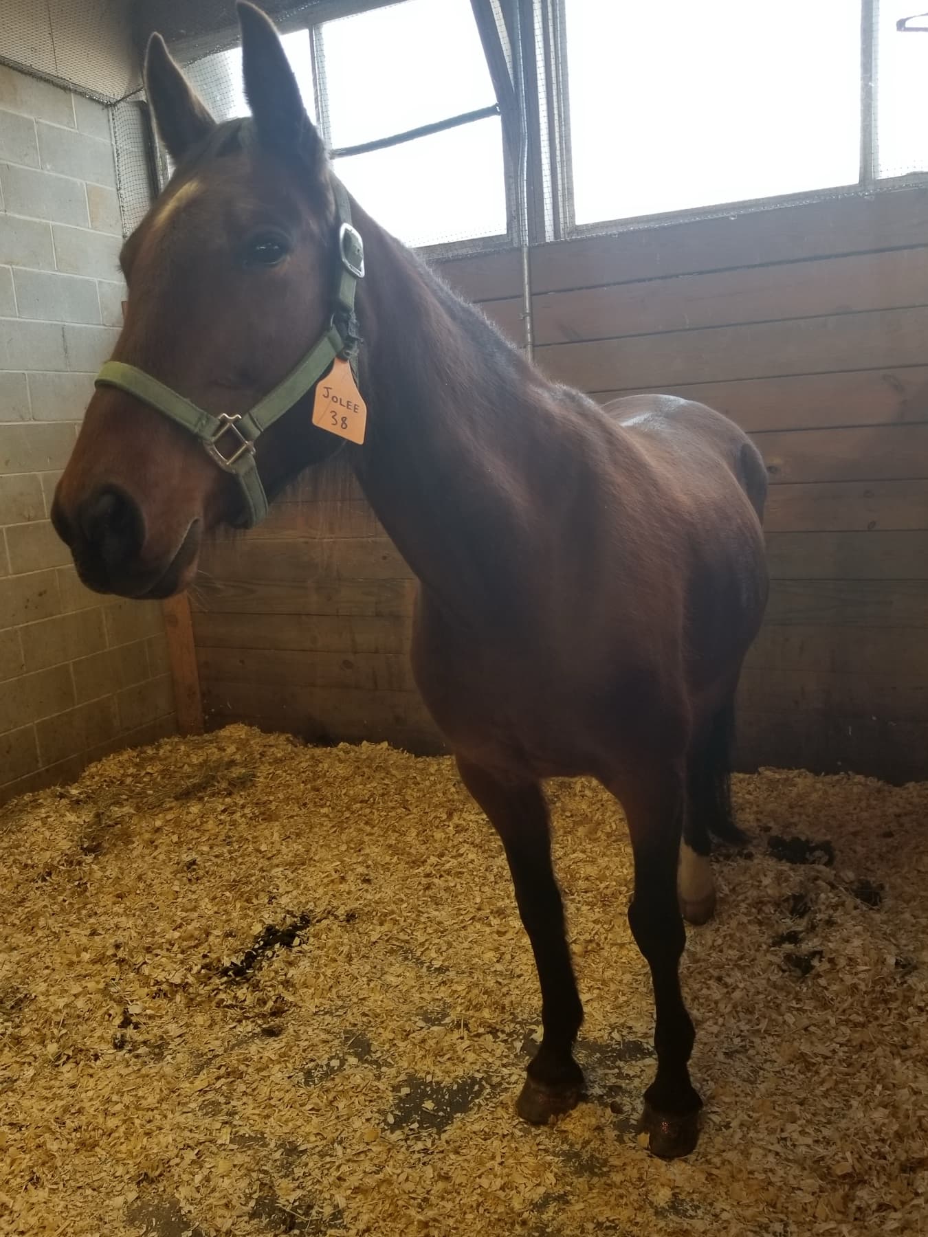 Cheval au box