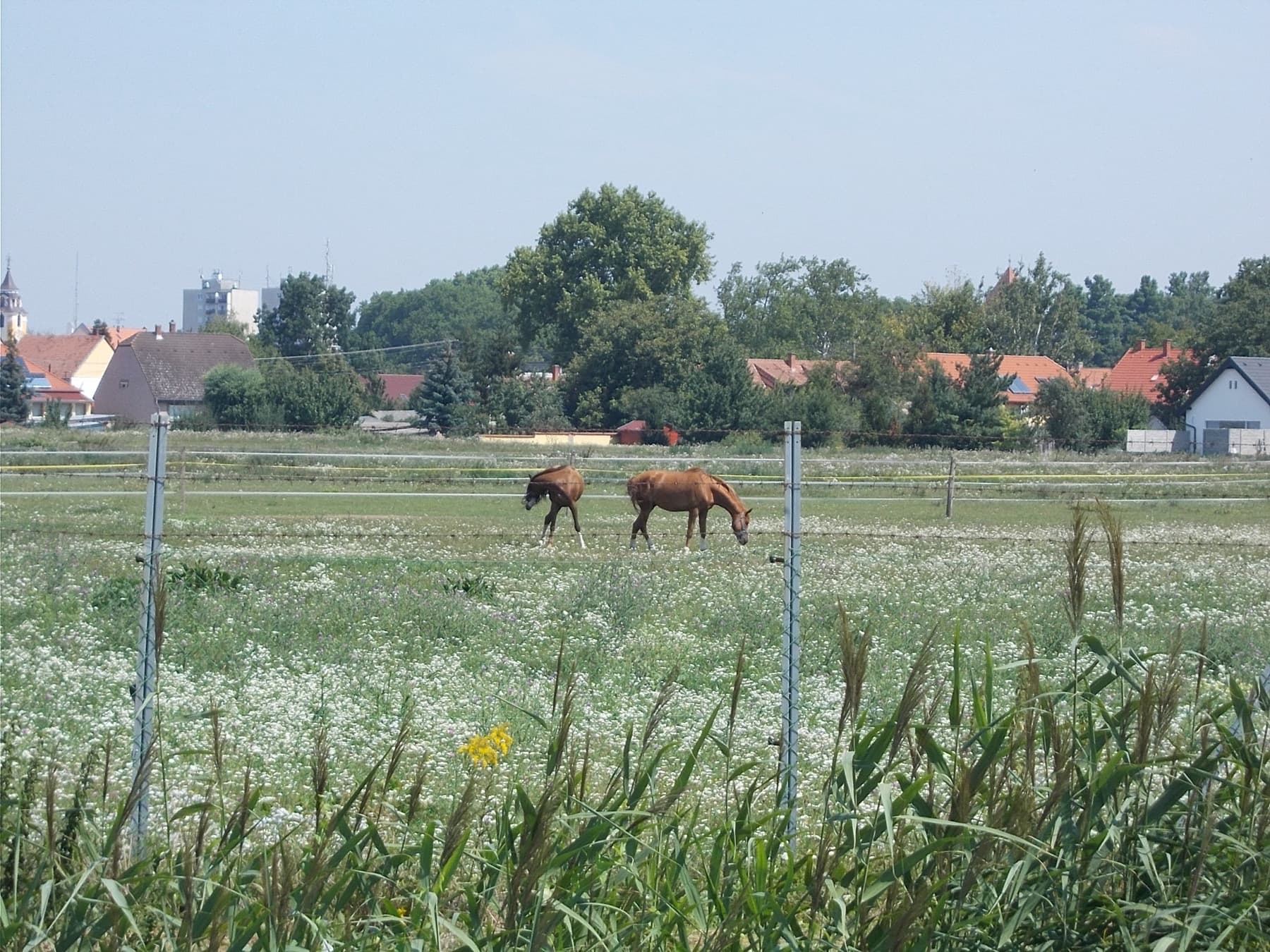 Chevaux au pré dans la campagne