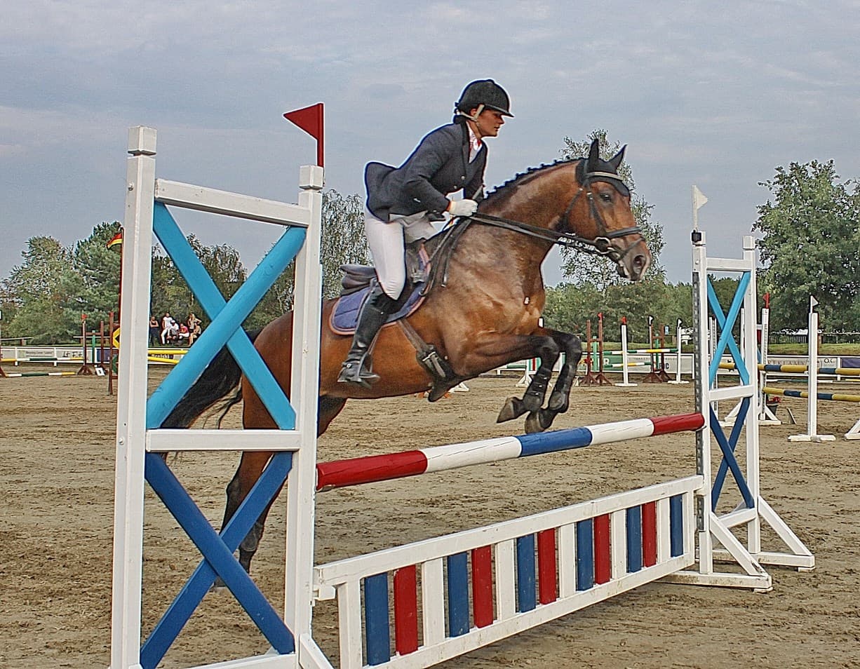 Cavalier et cheval à l'entraînement