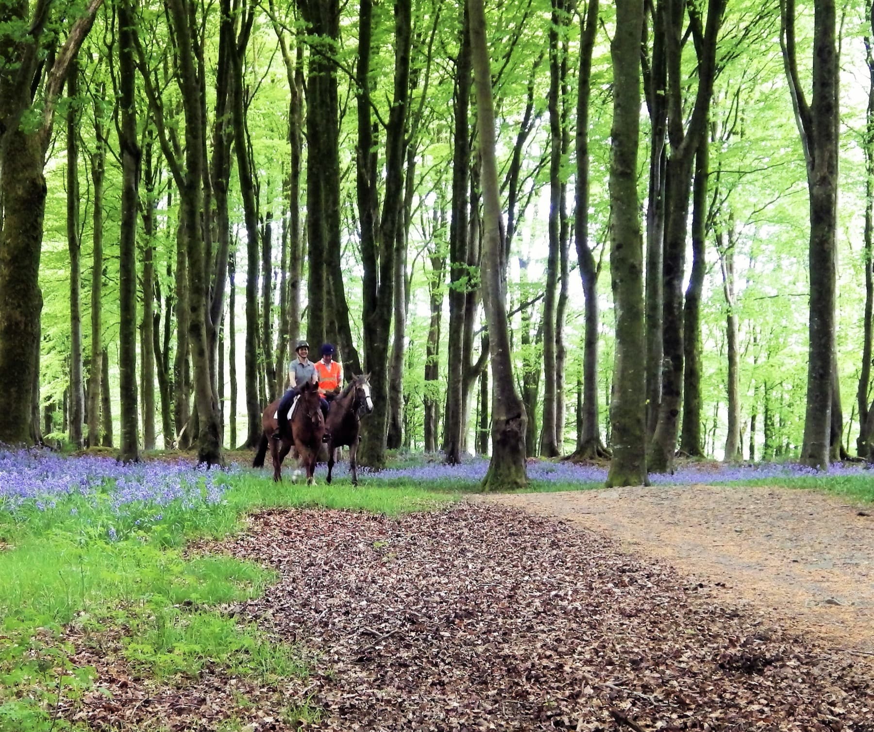 Balade à cheval en forêt